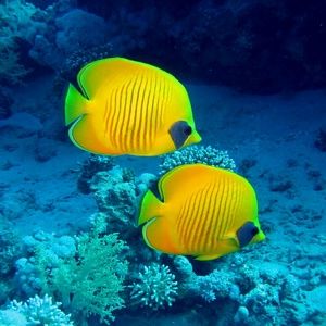 Meet your Posher, Nichole